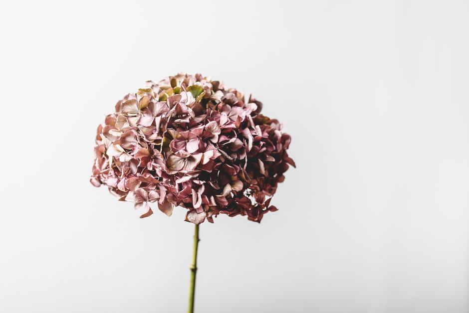 A single, dried hydrangea flower with faded pink and purple petals on a thin green stem, set against a plain white background. The flower is in a delicate, slightly wilted state, highlighting its text